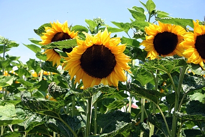 Sonnenblumen sind wichtige Öllieferanten.